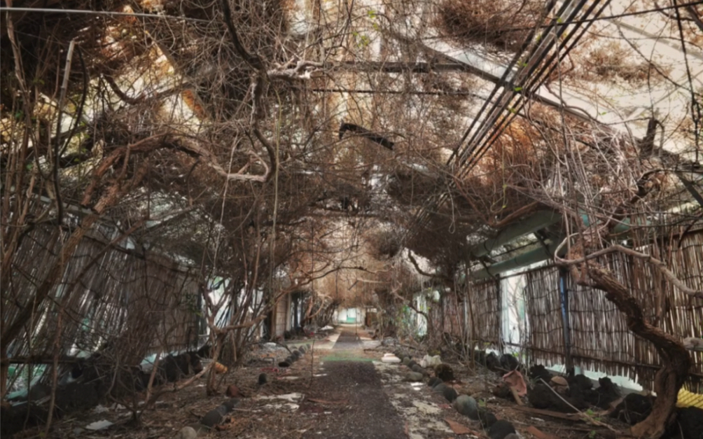 废墟探索城市探险urbex探秘八丈岛上拥有藤蔓长廊的废弃海景大酒店