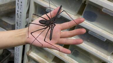 Bistriopelma lamasi 秘鲁小天使交配-ts爬魂_哔哩哔哩_bilibili