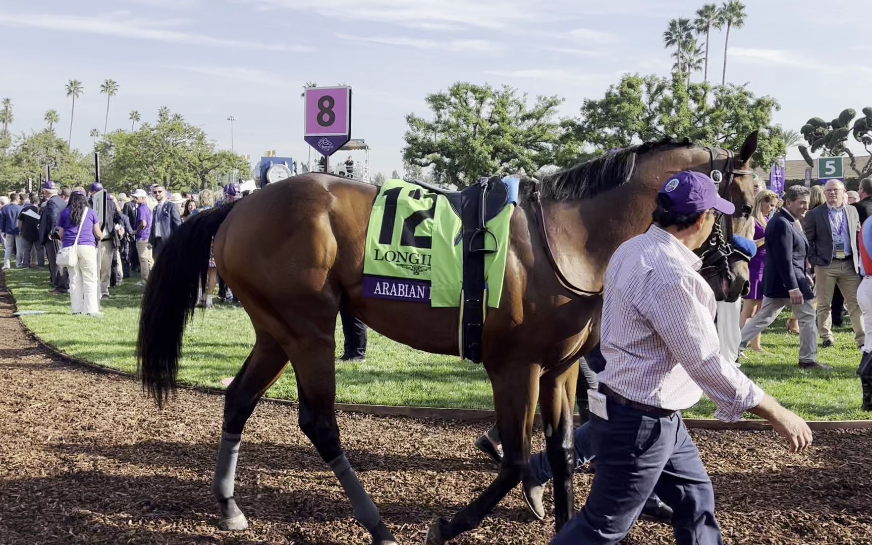 2023育马者杯经典赛paddock 内含盈宝奇岳 取胜秘技