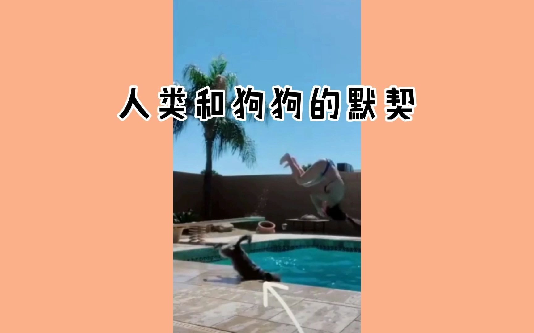 人类和狗狗的默契哔哩哔哩bilibili