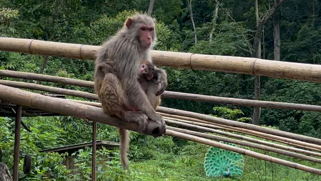 西双版纳猴山图片