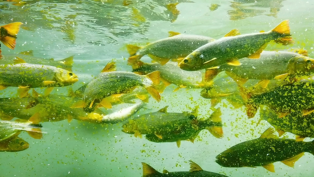 阿根廷黃金河虎瘋狂撕扯25cm鯪魚