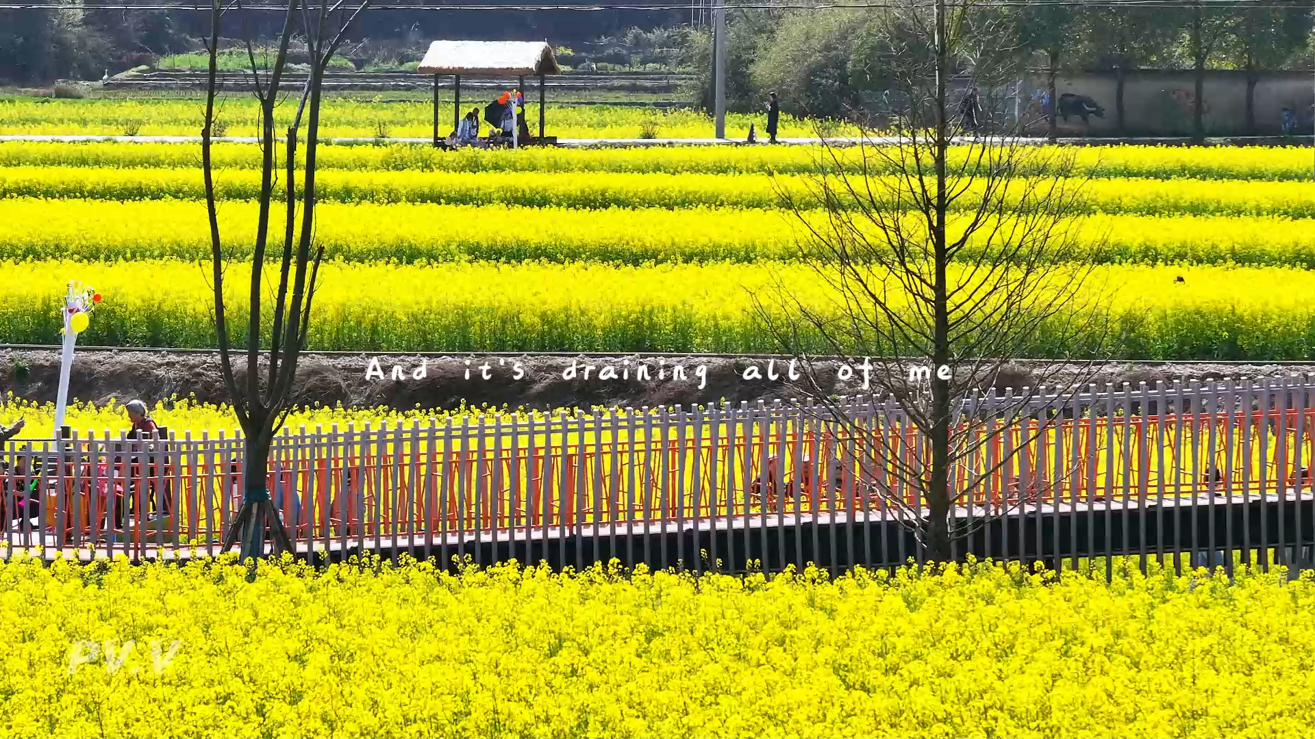 固安林城油菜花花田图片