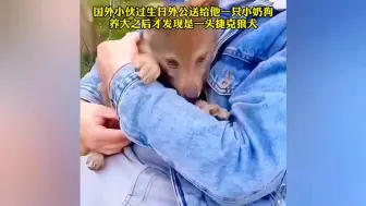 Tải video: 国外小伙过生日外公送了一只小奶狗，养大后发现是一头捷克狼犬！ # 捷克狼犬 # 治愈