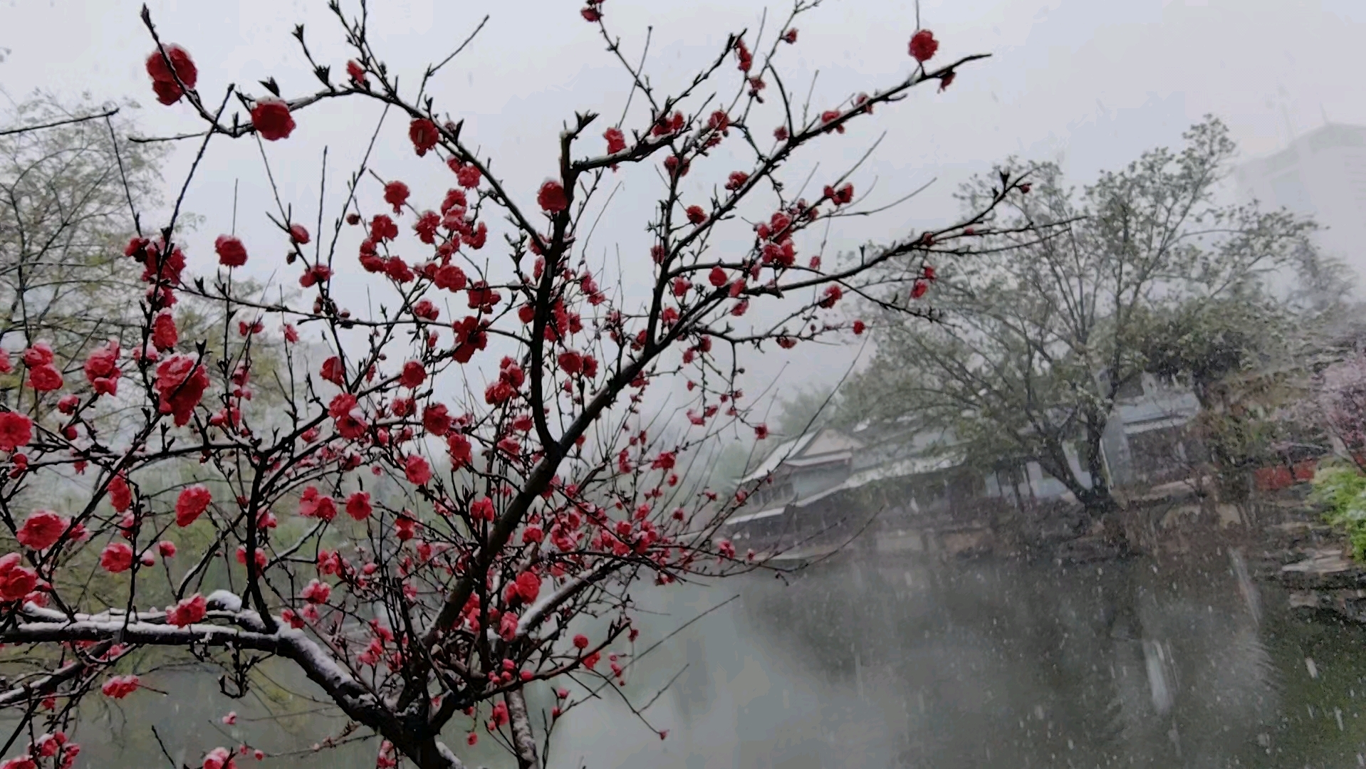 一剪梅雪中图片图片