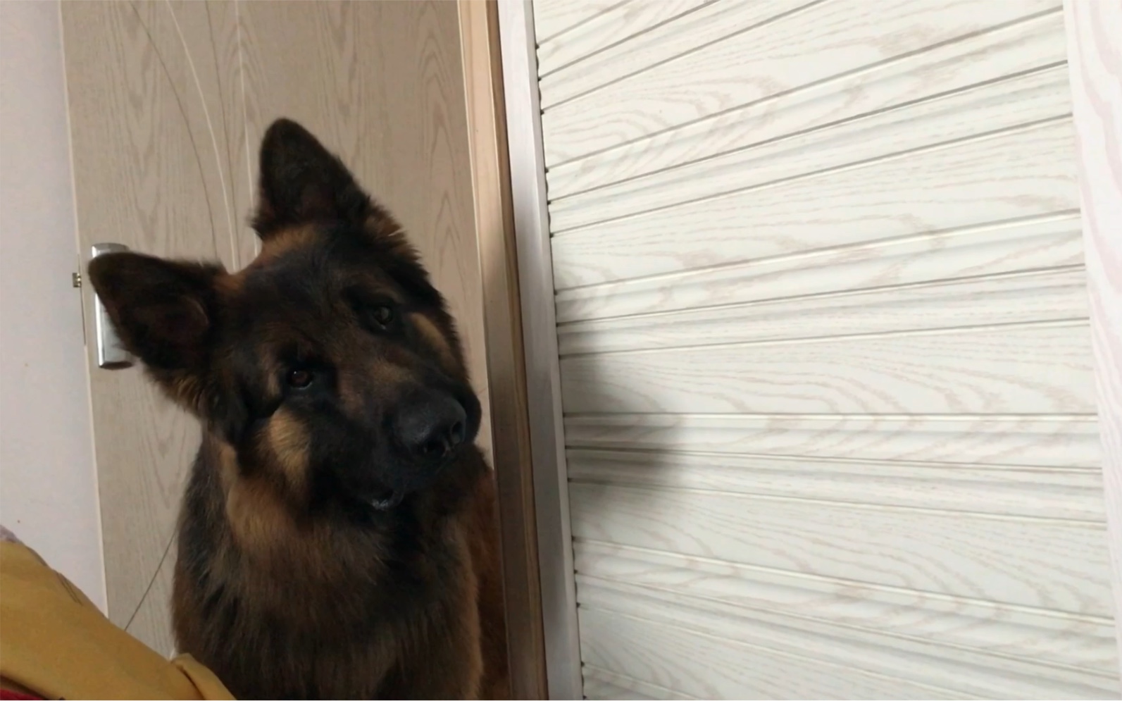 大德牧铁憨憨的歪头杀在表演个无节操的吃播卖个萌叭六一呀翻了个之前