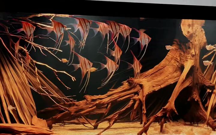 【养鱼】埃及神仙鱼