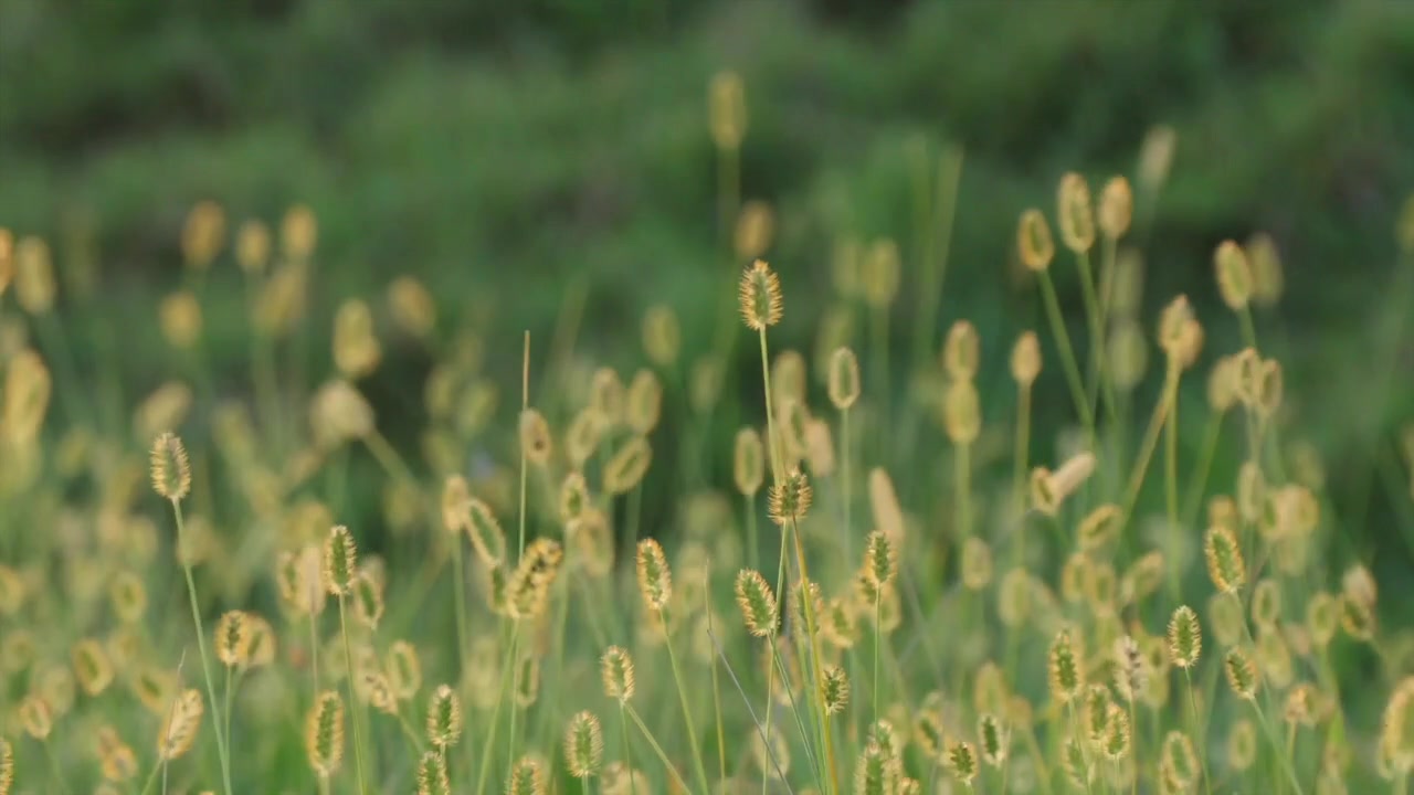 [图]半小时大自然白噪音森林深处的鸟叫声音冥想瑜伽助眠音乐