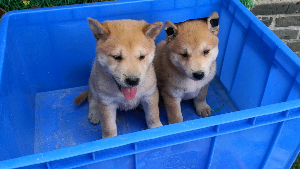 古老的中华田园犬 广西土猎犬 家犬的祖先 非常漂亮的一对土猎 有喜欢的联系哔哩哔哩bilibili