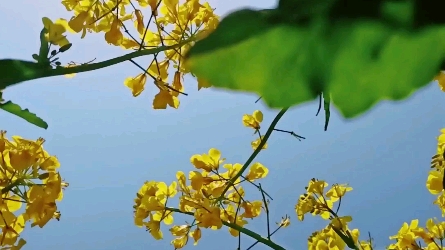 [图]油菜花开的日子