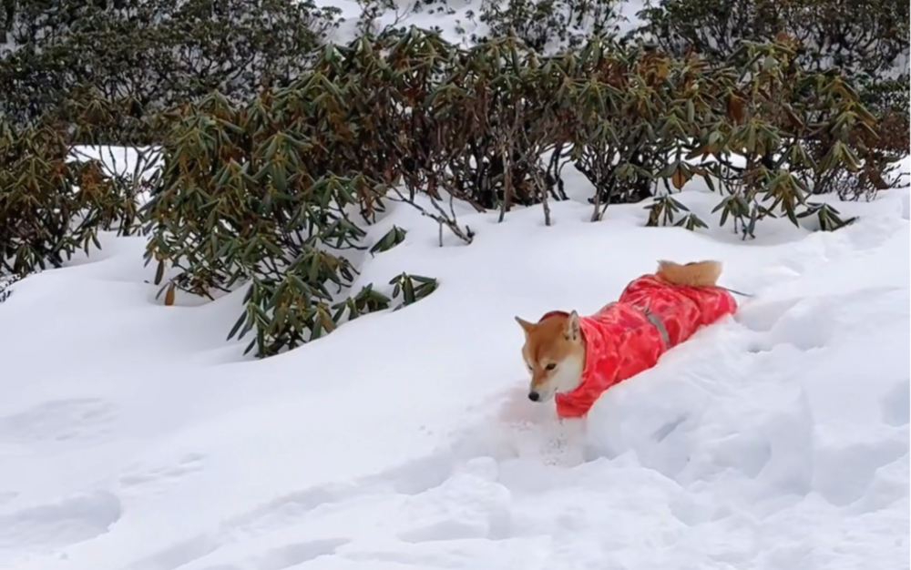 南方小狗得雪山之旅!哔哩哔哩bilibili