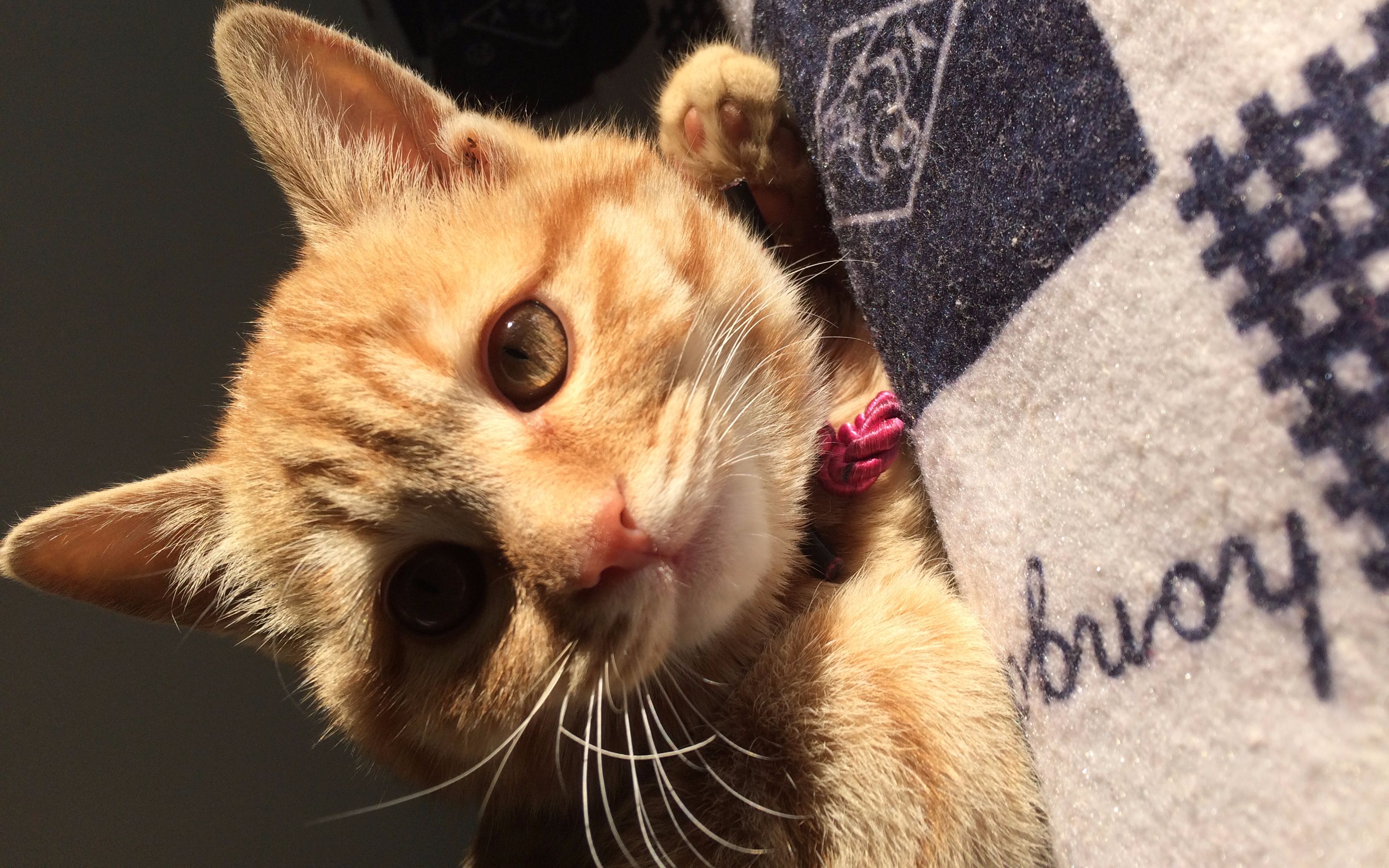 小橘猫说:你信不信我咬屎你?我也有凶的哦,老子也有獠牙的哦