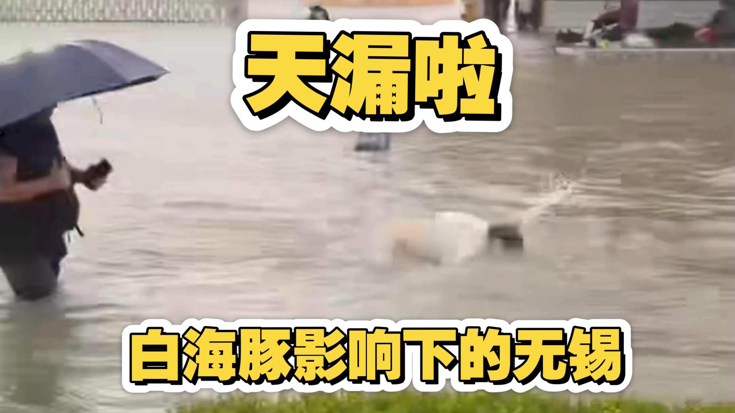 白海豚把无锡搞成什么样了