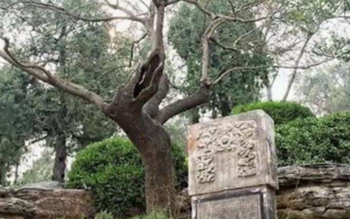 吊死崇祯皇帝的歪脖子树,300多年过去了,如今还在吗?