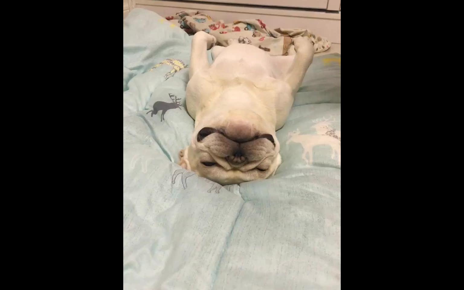 一只睡神附体的二货法斗emmm笑死