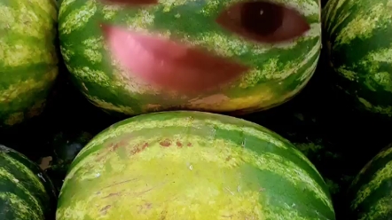 趣味记单词watermelon哔哩哔哩bilibili