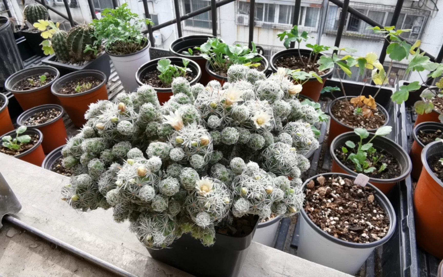 冬日里开花的银手指