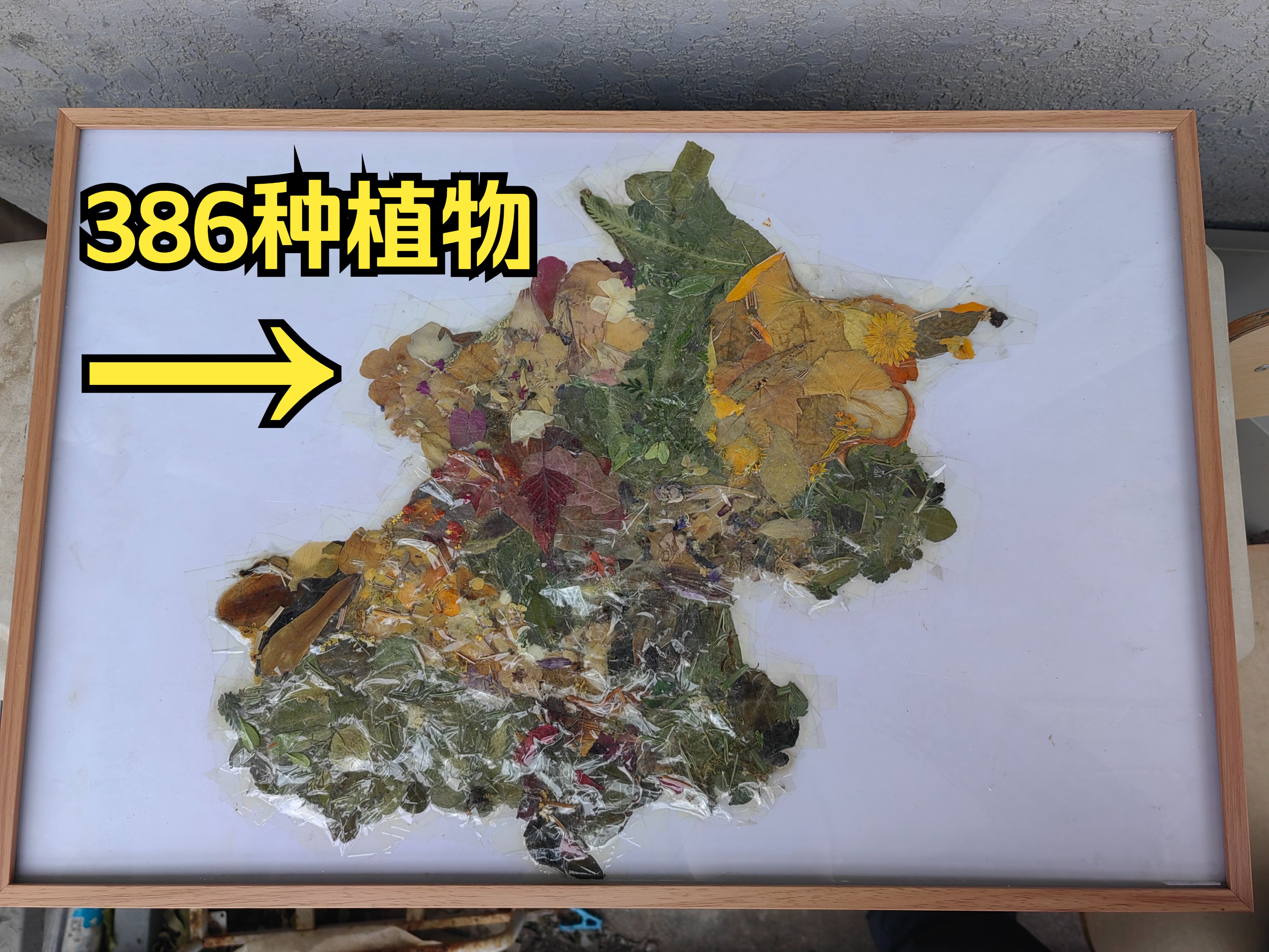 历时243天,我用386种植物制作了一幅北京地图【鉝猫知植】哔哩哔哩bilibili