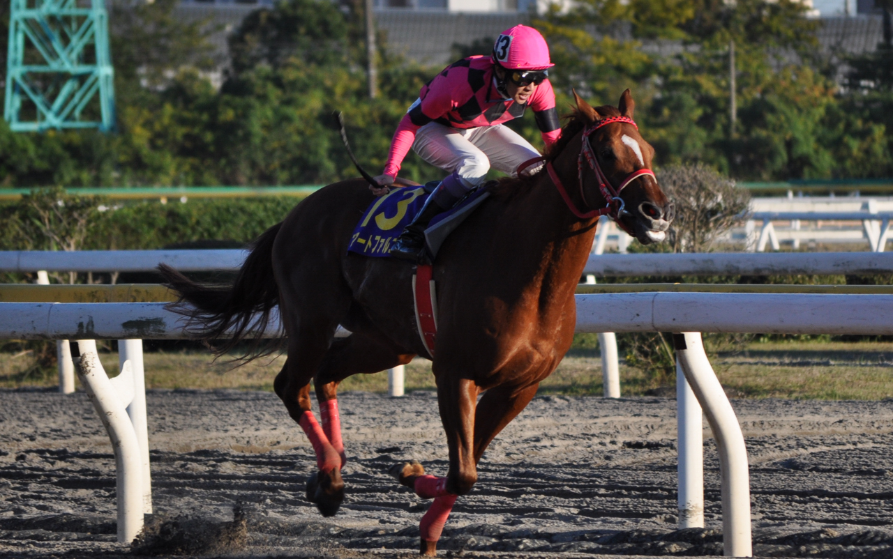 赛马传说的沙地赛smartfalcon醒目飞鹰