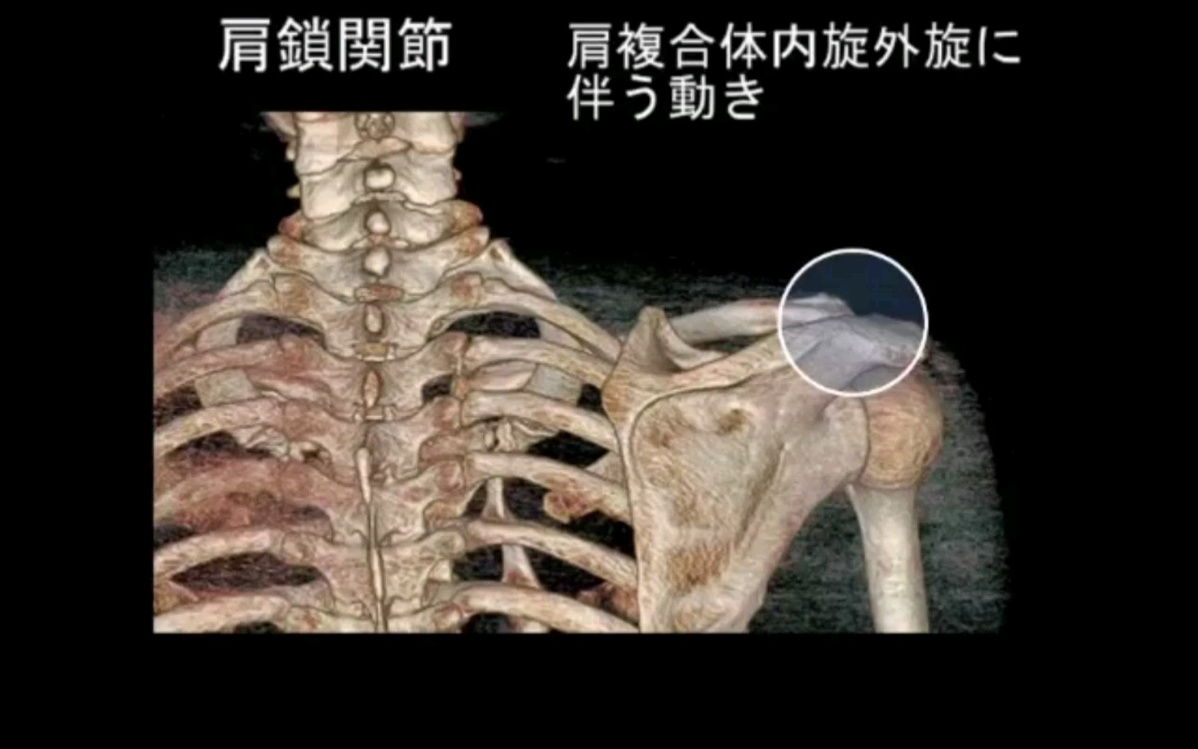 4D解剖‖肩锁关节哔哩哔哩bilibili