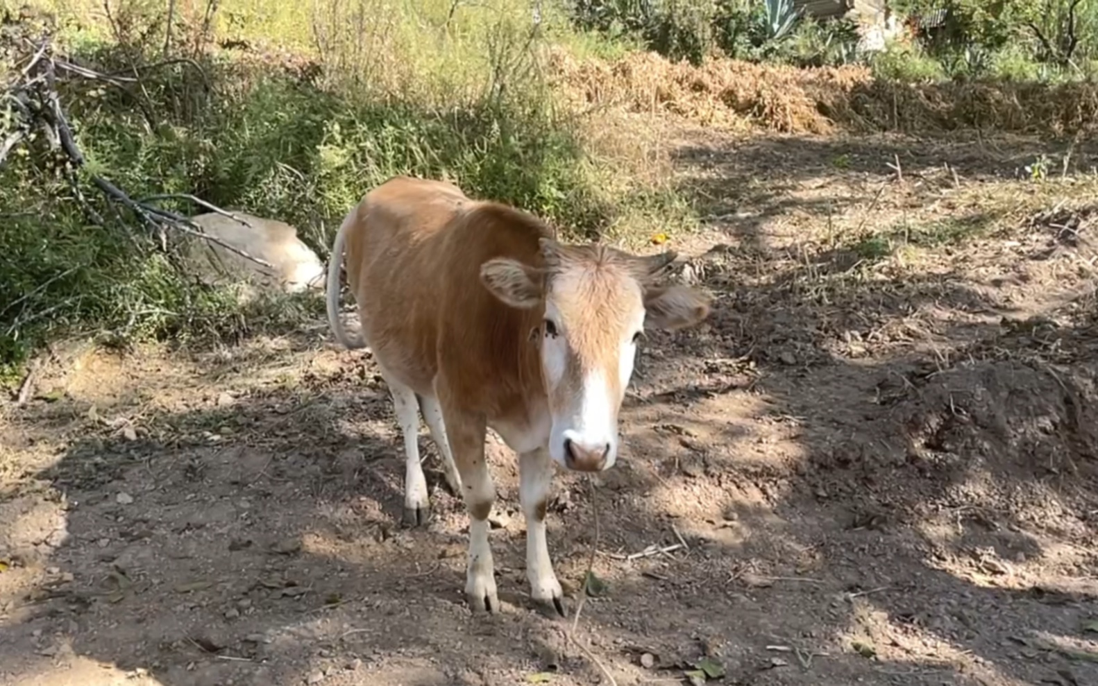 西部农村的小动物们