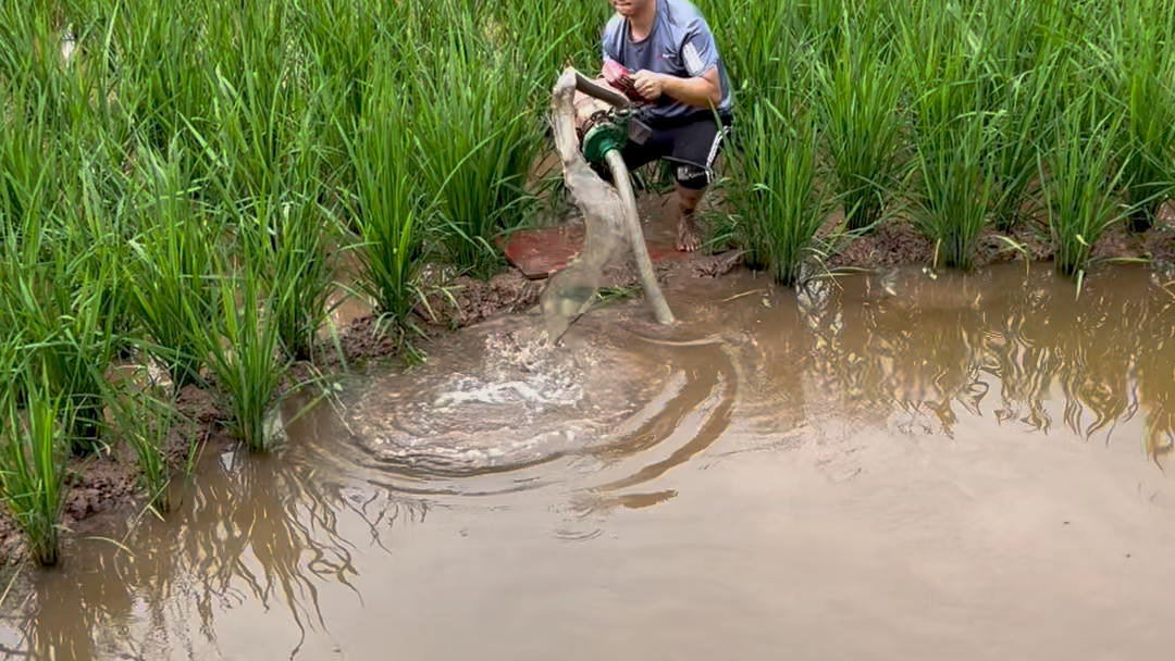 鸭子被水坑神秘大货托下水