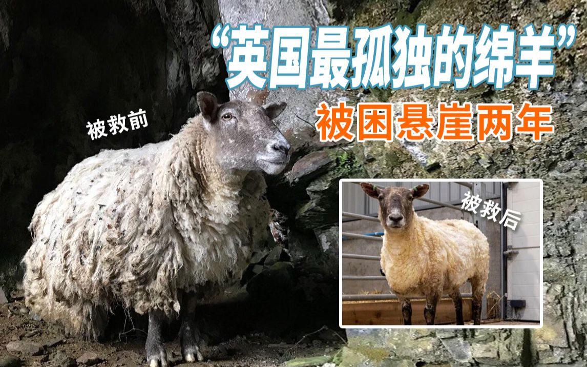 "英国最孤独的绵羊":被困悬崖两年后终被救,却引发一系列争论