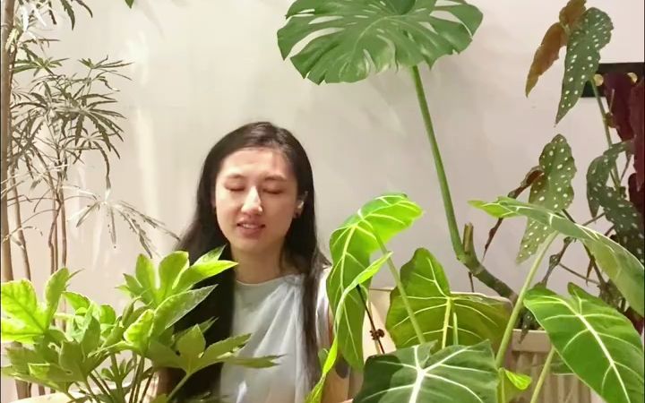 皮实又实惠的锦化植物I白锦八角金盘八角金盘是温带植物中非常少见的叶片很大很漂亮还常绿的品种.八角金盘在绿化带中也很常见,属于非常哔哩哔哩...