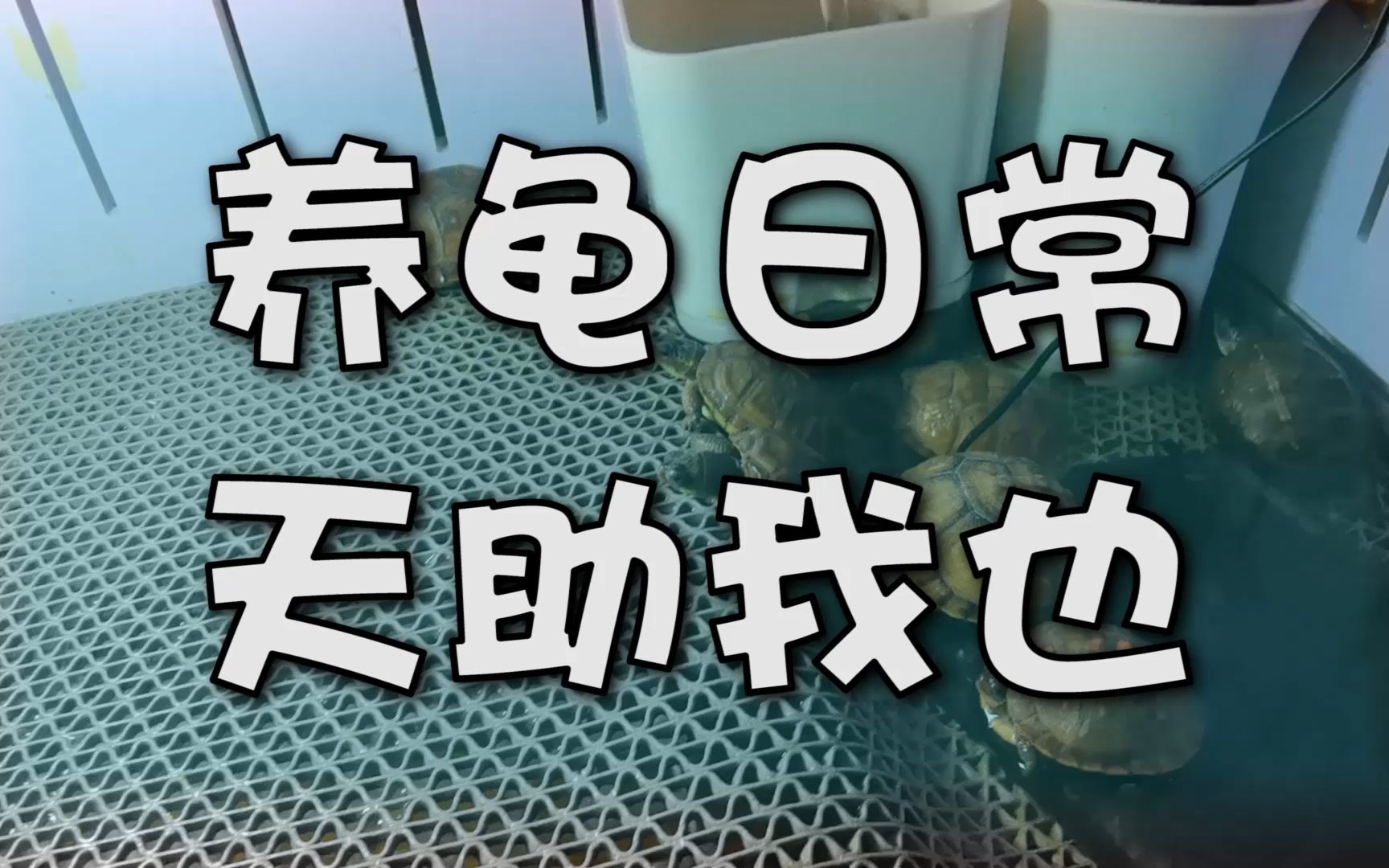 养龟日常之天助我也_哔哩哔哩_bilibili