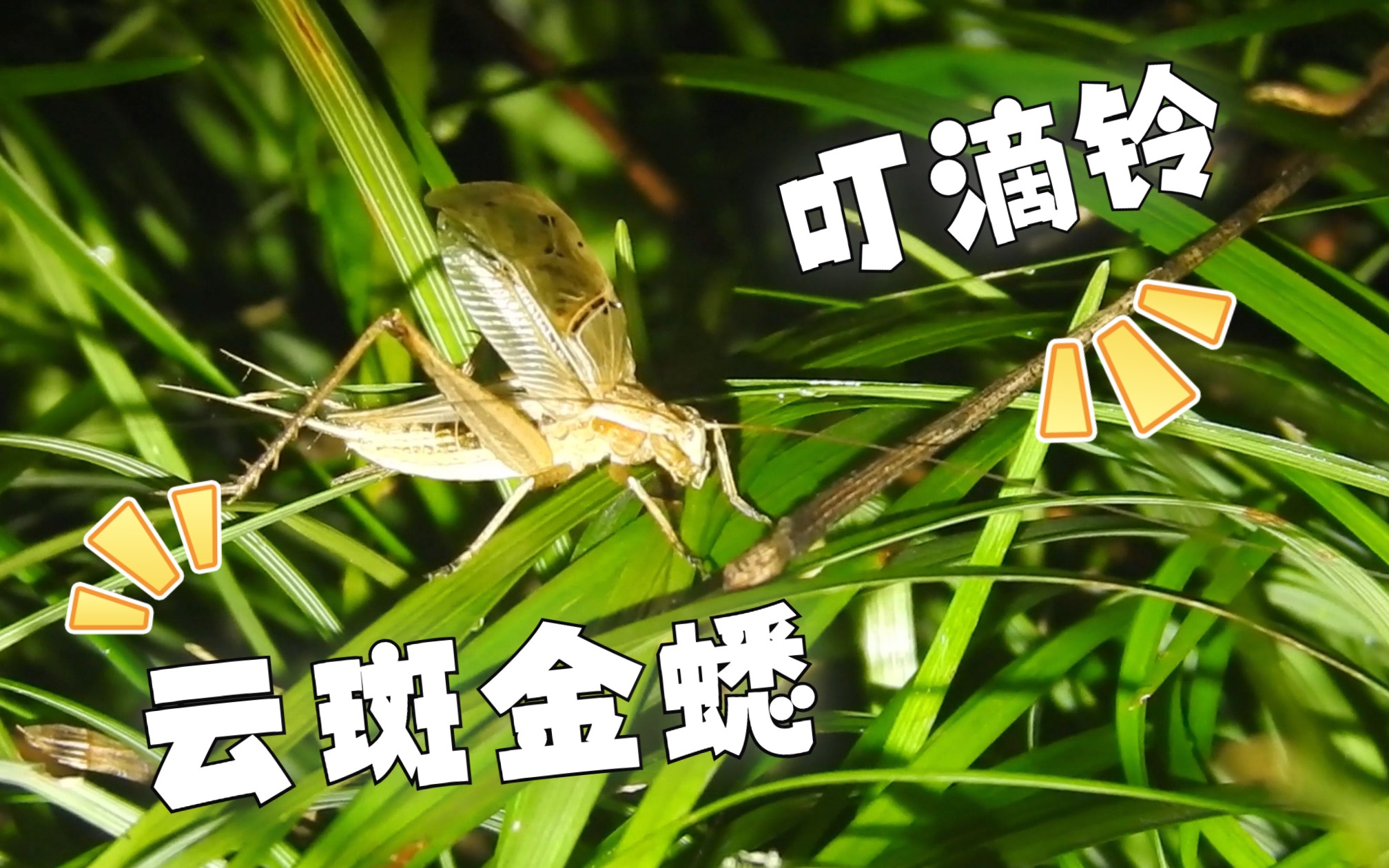 聆听夏夜 "叮滴铃" 大合奏 —— 云斑金蟋(宝塔蛉)的曼妙虫鸣,内附