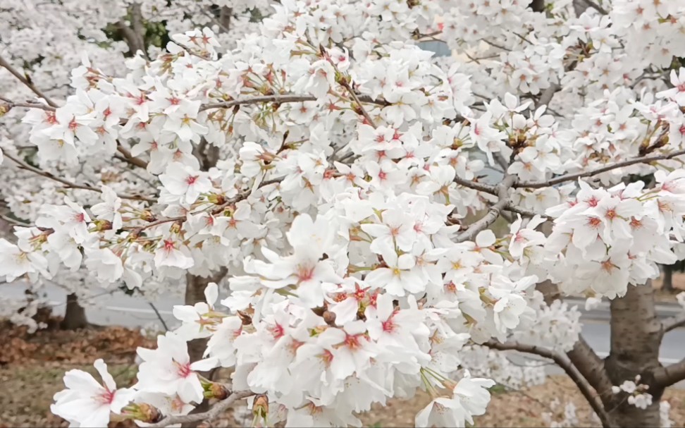 [图]我觉得千树万树梨花开比不上此刻的真花i