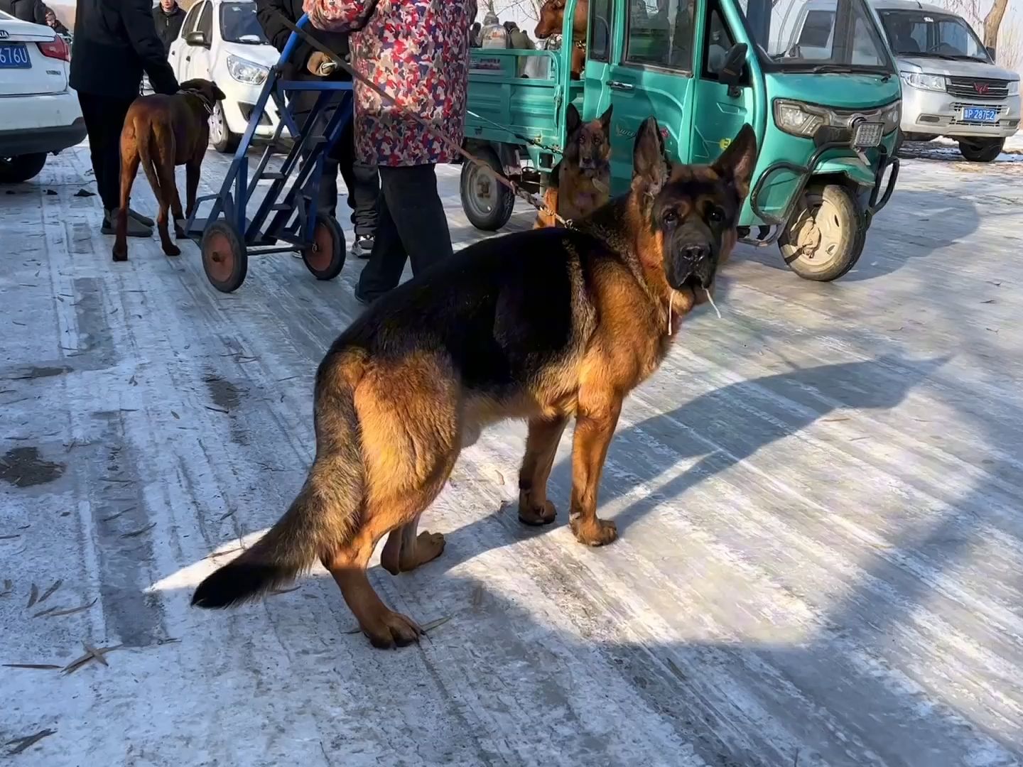 能长80多斤的太行犬大笨狗,大哥张嘴就要1800块,大家感觉贵吗?