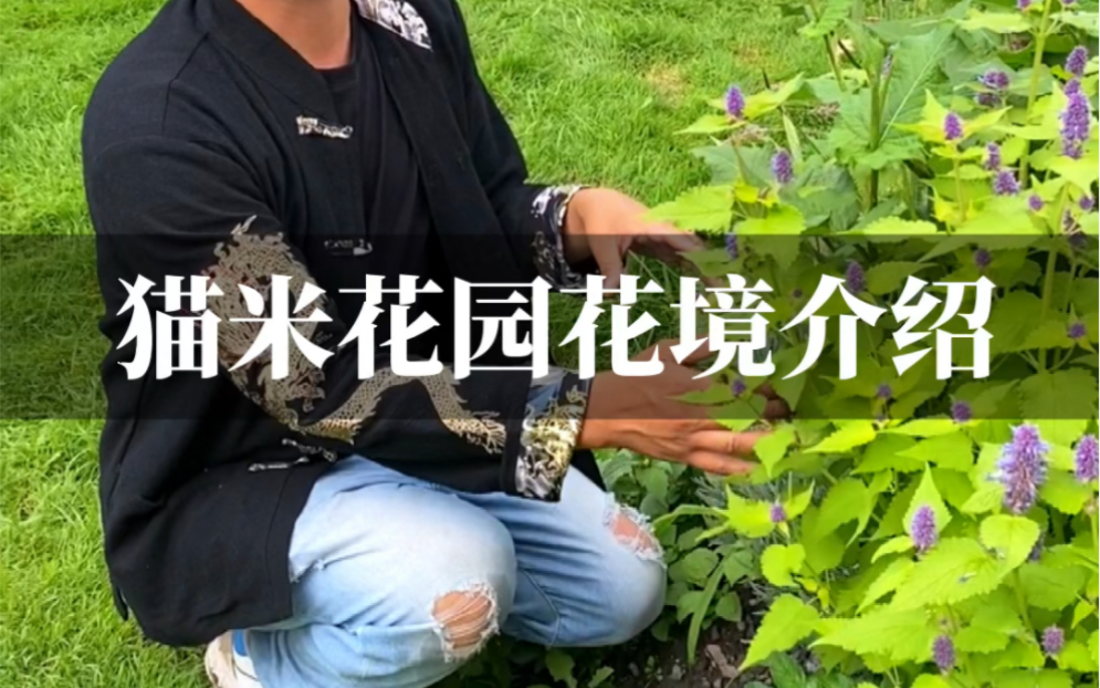 大理猫米花园花境植物介绍哔哩哔哩bilibili