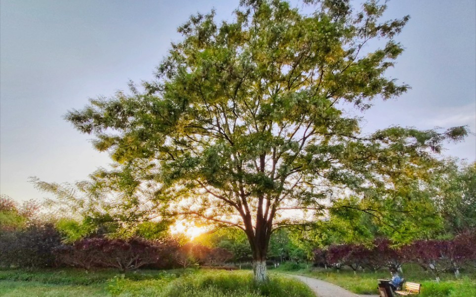 [图]杨花飞絮，留春不住丨我真的好爱夕阳啊