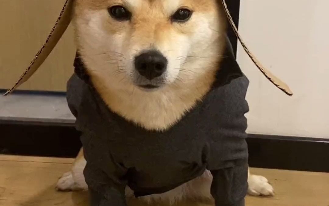 柴府三小只-小八嘎摇身一变霸道总柴 柴犬