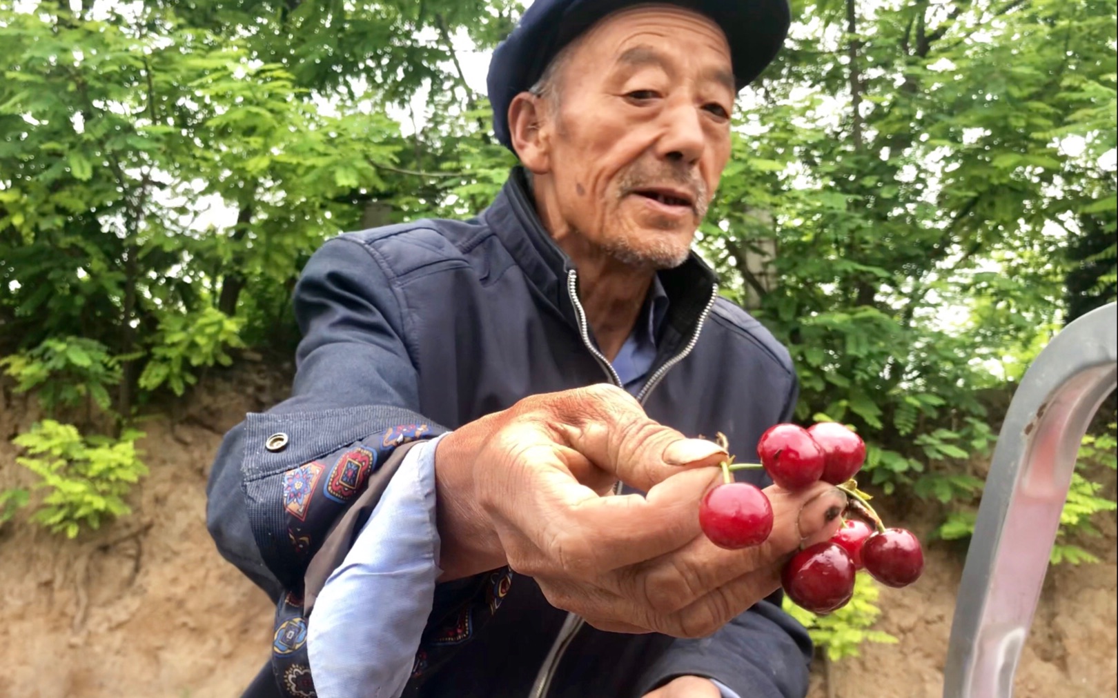 甘肃天水老大爷卖樱桃,多少钱一斤?尝完以后都忍不住了出手了