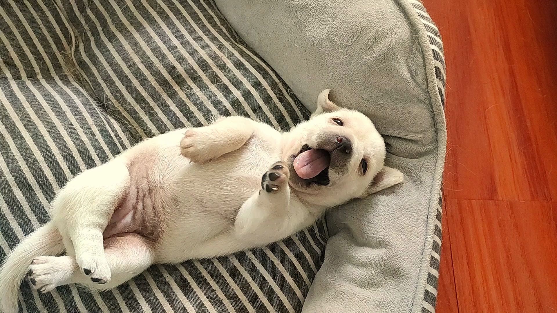 哈欠连天的狗娃子