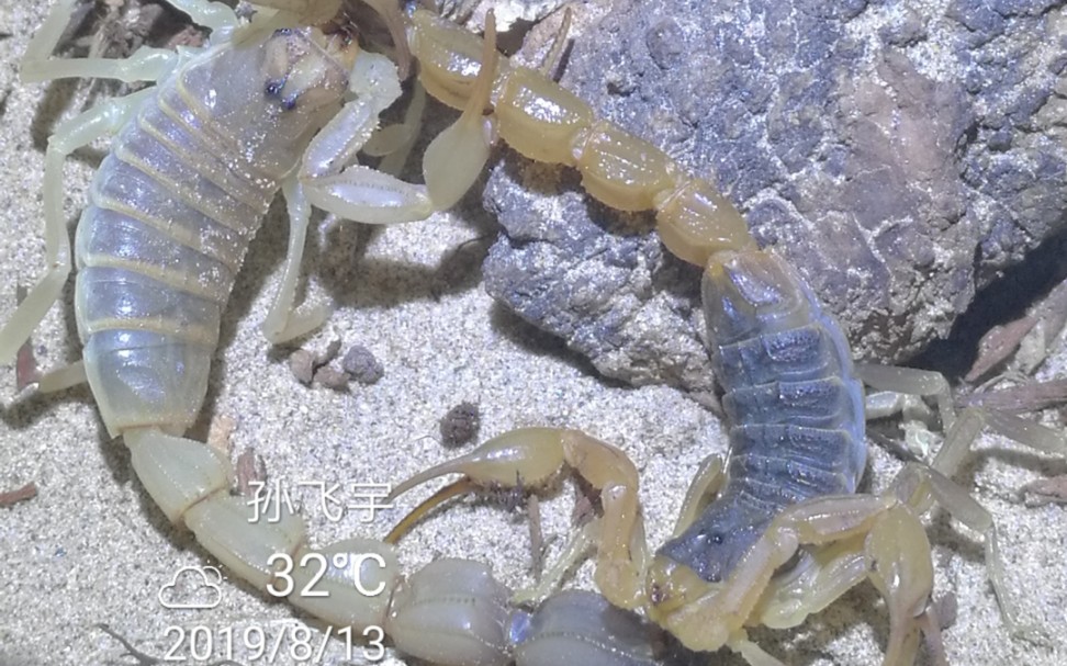 同肛吻黄肥尾蝎vs东亚钳蝎展现a书独特控尾技巧