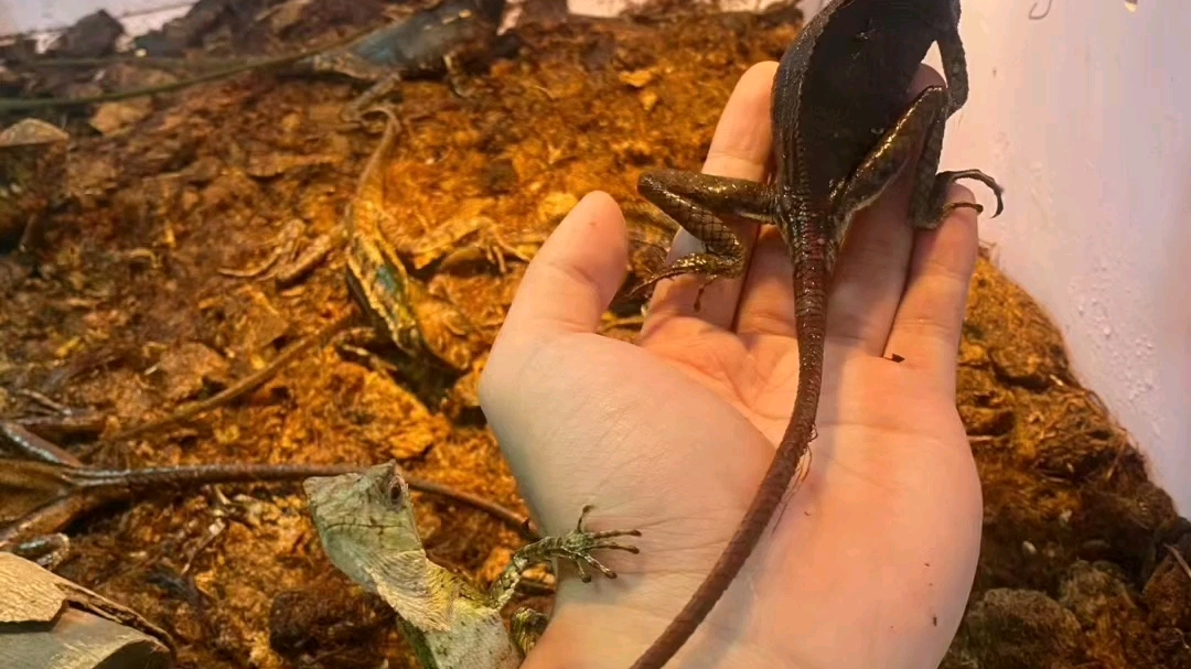 海帆蜥蜴一只960