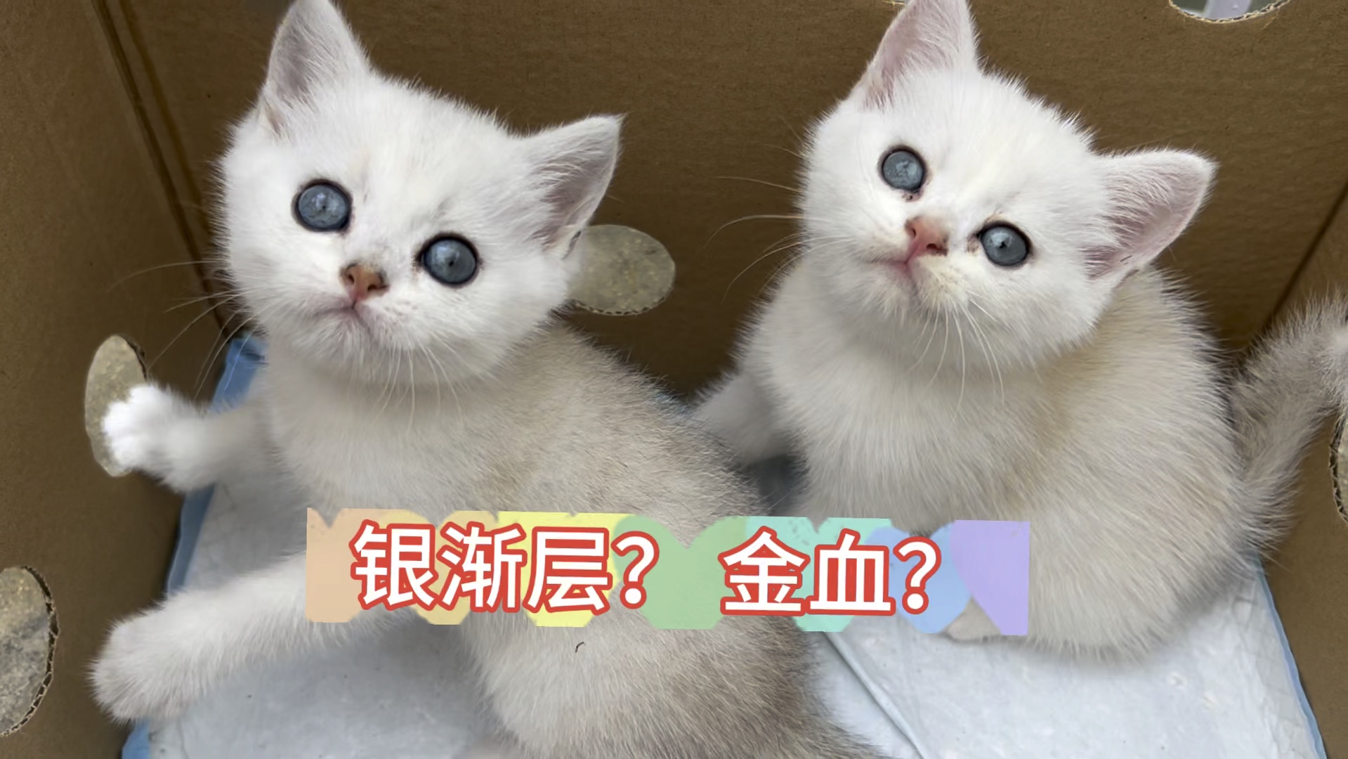 金血的银渐层你见过没,没有见过带你看一下