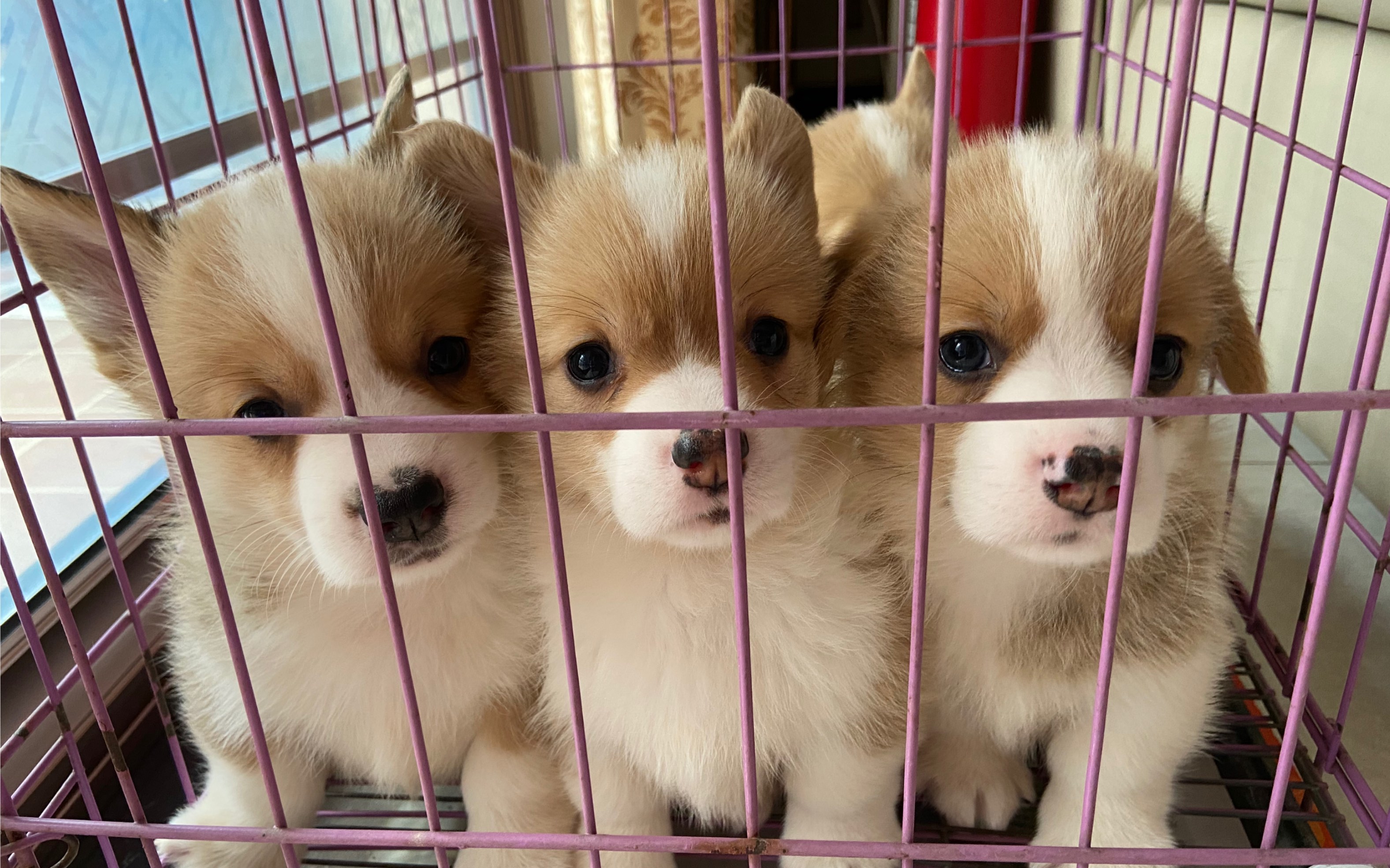 【柯基】小奶狗