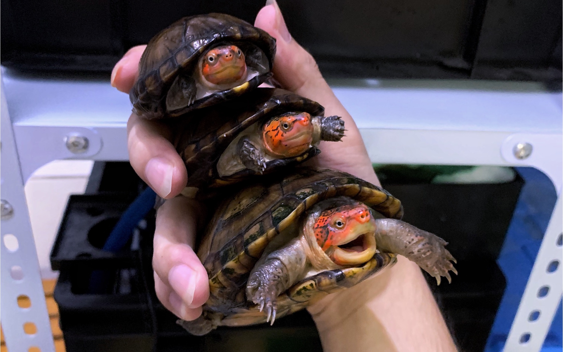 【红面蛋龟】赌的苗子长大后发现全为公时.