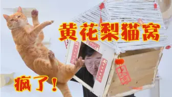 全b站第一个靠救猫上电视的up主 撒花 哔哩哔哩 Bilibili