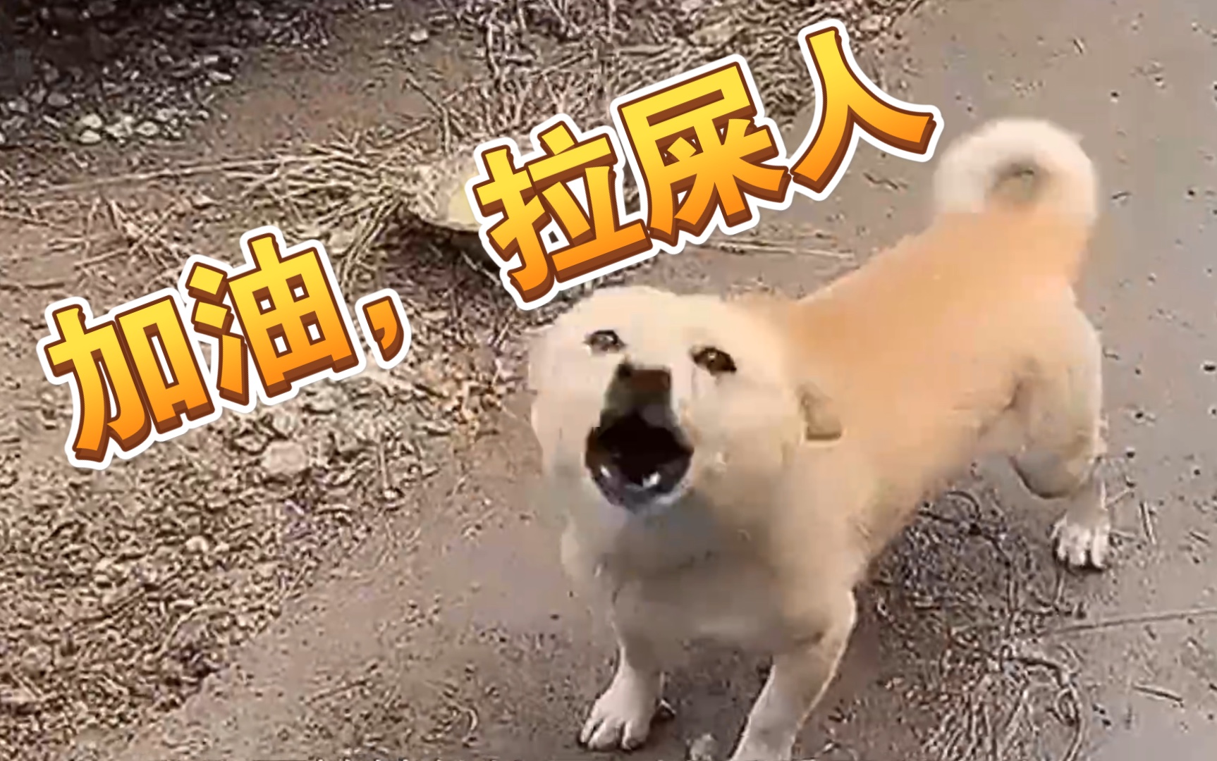 活动作品加油拉屎人