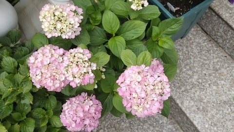 绣球初开记录 樱坂 银河 19b 星花火 千代女 花手鞠 万华镜等等不进来看看嘛 O O 哔哩哔哩 Bilibili