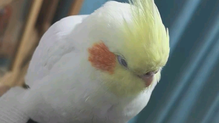 玄凤鹦鹉腮红鸡在我胳膊上打瞌睡的小黄鸡软萌的我心都要化了