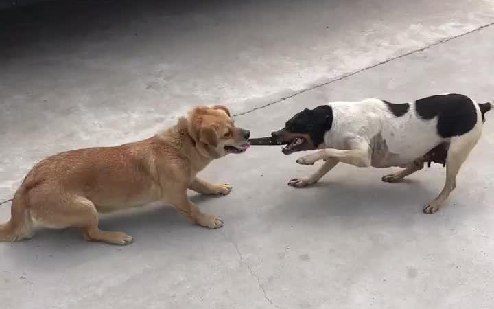 小猎犬一直咬着土狗项圈不放 太仓犬 流浪狗 流浪狗救助哔哩哔哩bilibili