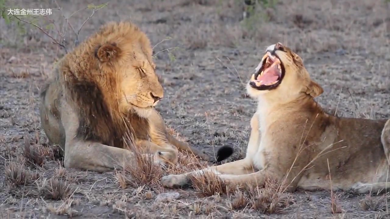 乌卡贝营地查尔斯顿雄狮联盟与南部狮群_哔哩哔哩_bilibili