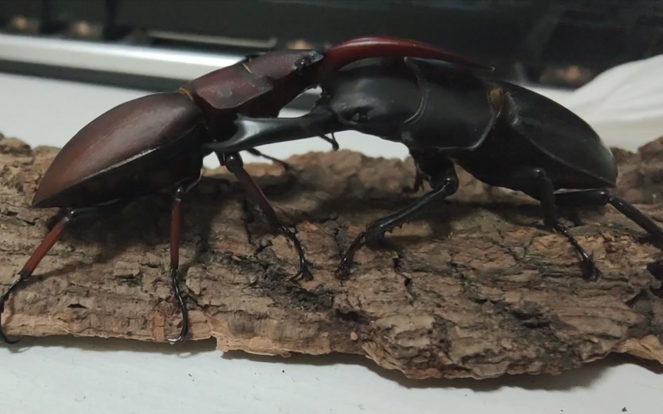 轻量级 53毛角大锹vs52红腿鹿角,54两点赤锯_哔哩哔哩_bilibili