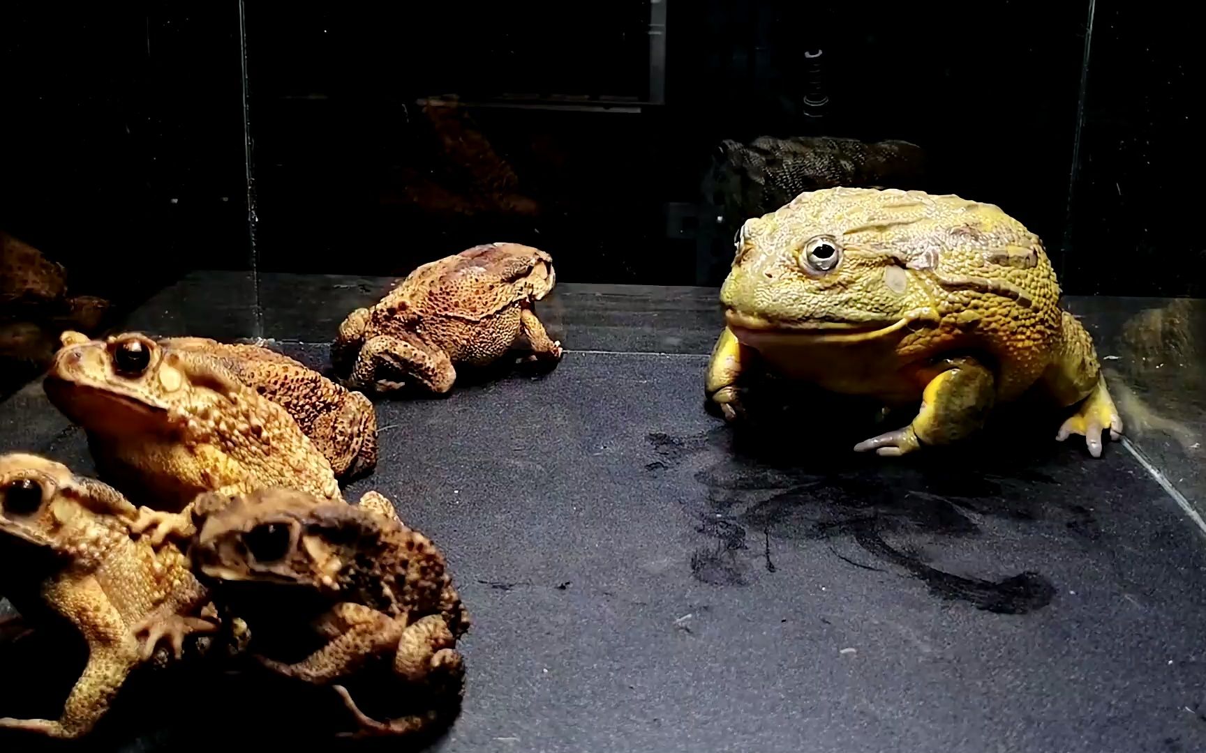 牛蛙活吞蟾蜍,不料辣得直喷泉 #非洲牛蛙#蟾蜍#搞笑